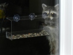This raccoon (whom I've named "Murphy") loves him some bird seed :)