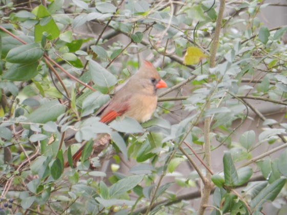 Female Cardinal in Tree